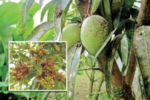 Mango Diseases :  आम के खास रोगों का इलाज
