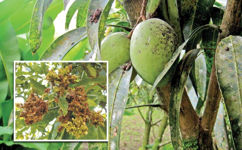 Mango Diseases :  आम के खास रोगों का इलाज