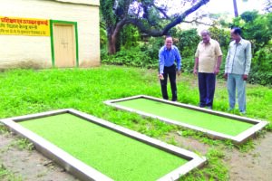 Animal Feed : पशुओं का पौष्टिक आहार अजोला