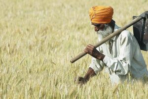 Crop Protection : बढ़ते तापमान मे  कीटों से फसल की सुरक्षा