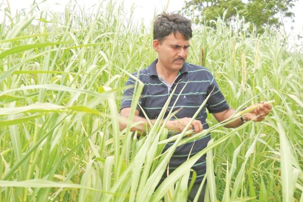 Millet Cultivation : बाजरे की आधुनिक खेती