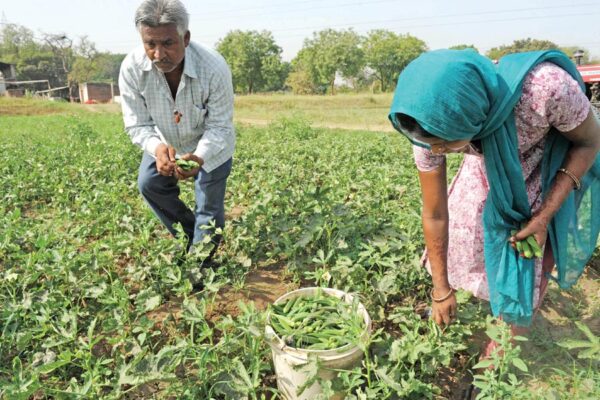 Hybrid Ladyfinger: संकर भिंडी की खेती