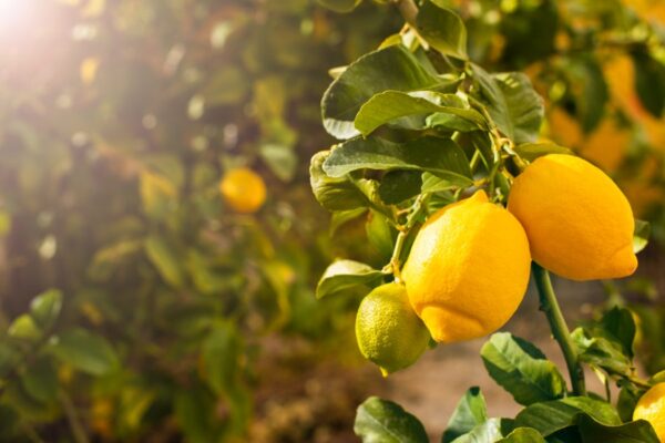 Lemon : नीबू में सूक्ष्म तत्त्वों की कमी के लक्षण