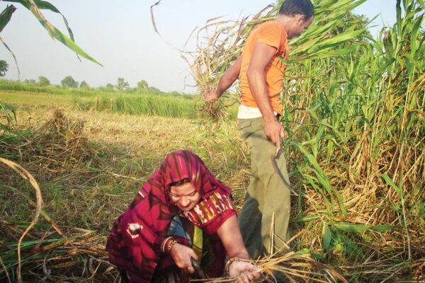 Animal Fodder : पशु चारा फसल चारा फसल