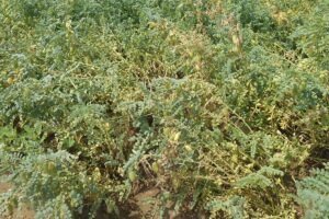 Pulse Crops : दलहनी फसलों की खेती