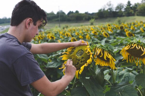 Sunflower Crop Protection :  सूरजमुखी में कैसे करें फसल संरक्षण