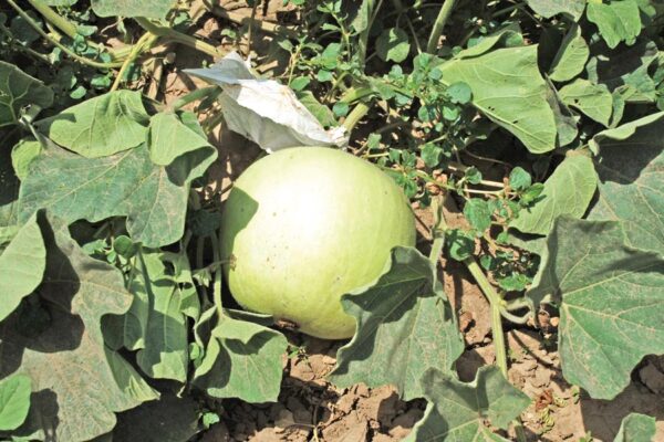 Round Gourd : खूबसूरत गोल और लट्टू लौकी की खेती