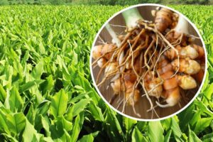 Turmeric Cultivation : हलदी की खेती से ऐसे लें मुनाफा