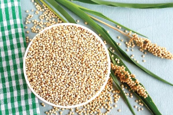 Varieties of Jawar : ज्वार की उन्नत प्रजातियां