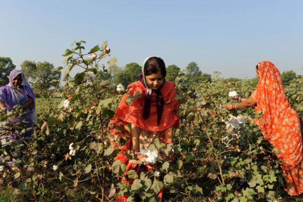 Cotton Cultivation