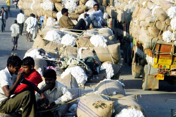 Cotton Cultivation : कपास की खेती