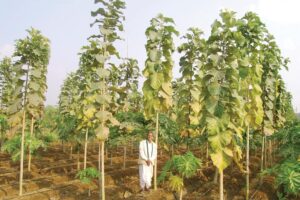 Agroforestry:  खेत की मेड़ों पर  पेड़ लगाएं  ज्यादा कमाएं
