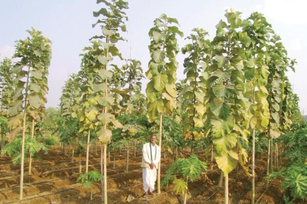 Agroforestry:  खेत की मेड़ों पर  पेड़ लगाएं  ज्यादा कमाएं