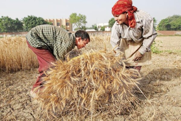Farming Work : अप्रैल-मई  में खेती के काम