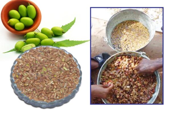 Neem : नीम से कीड़ों की रोकथाम