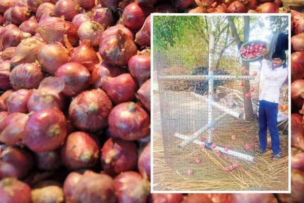 Onion Storage: प्याज भंडारण का सस्ता तरीका