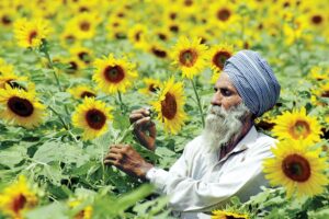 Sunflower : सूरजमुखी उगाइए तिलहन उत्पादन बढ़ाइए