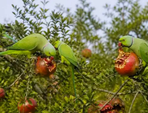तोतों से फसल नुकसान पर हाई कोर्ट का बड़ा फैसला, किसानों को मिलेगा मुआवज़ा