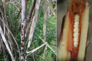 Borer Insect Attacks : गन्ने पर बेधक कीट का हमला, समय रहते करें बचाव
