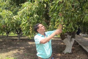 Mango and Climate change: बदलते मौसम से आम की मिठास पर असर