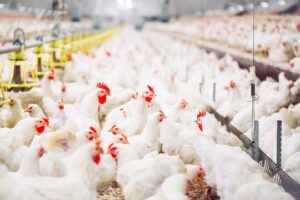Energy Revolution from Poultry : 60 प्रतिशत सब्सिडी की मांग