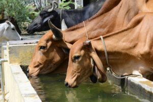 Dehydration in Animals : लक्षण, नुकसान और बचाव के उपाय