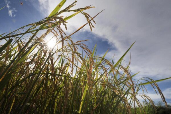 Improved varieties of Rice : कम पानी और सूखा सहनशील धान की किस्में