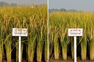 Aromatic Rice : जीआई टैग और खुशबूदार चावल की उन्नत किस्में