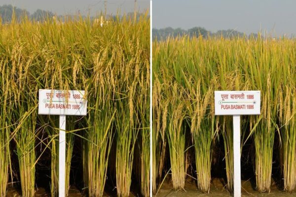 Aromatic Rice : जीआई टैग और खुशबूदार चावल की उन्नत किस्में