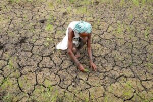 Rice Farming : भारत में धान की खेती में संकट और सुधार की राह