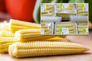Babycorn : प्रसंस्करण से अधिक मुनाफा