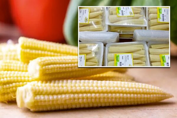 Babycorn : प्रसंस्करण से अधिक मुनाफा