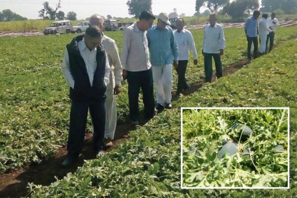 Guava Plantation : अमरूद सघन बागबानी लगाने की नई तकनीक