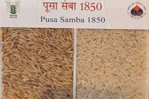 Samba Masuri Dhan: सांबा मसूरी और सांबा 1850 धान की पूरी जानकारी