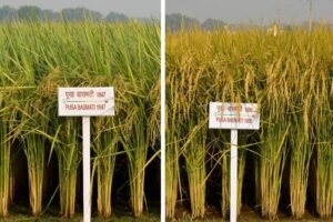 Improved varieties of Rice : कम पानी और सूखा सहनशील धान की किस्में
