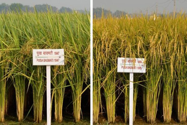 Improved varieties of Rice : कम पानी और सूखा सहनशील धान की किस्में