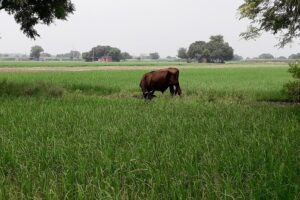 Stray Animals:  आवारा पशुओं से फसल सुरक्षा पर यूपी सरकार सख्त