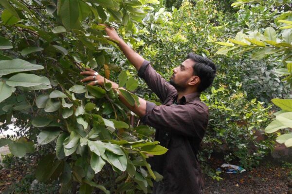 Guava and Lemon : अमरूद और नीबू के पेड़ों की कम फलत के कारण?
