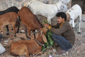 Goat Farming Business: केवल 6,000 से शुरू करें बकरीपालन कारोबार