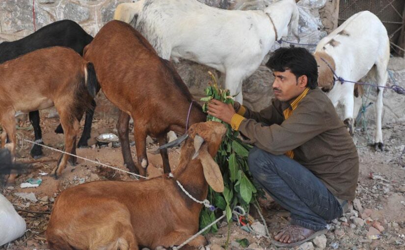 Goat Farming Business: केवल 6,000 से शुरू करें बकरीपालन कारोबार