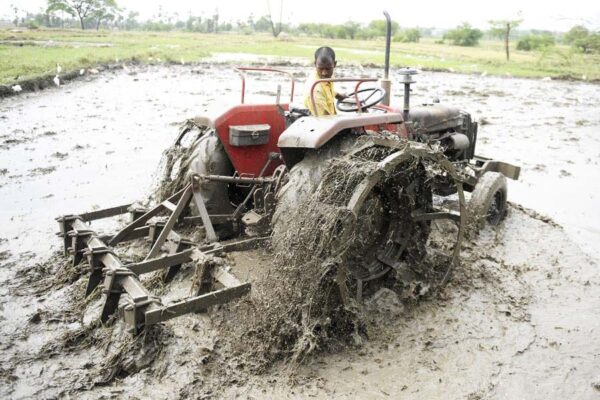 Process of Puddling: धान की खेती के लिए खेत कैसे तैयार करें?