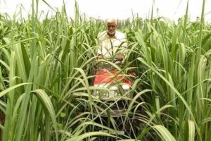 Sugarcane Farming : बिहार में गन्ना की होगी आधुनिक खेती