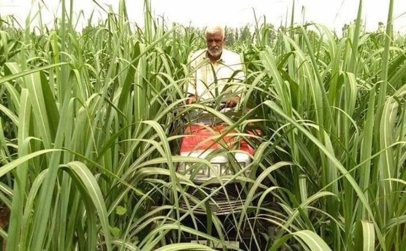 Sugarcane Farming : बिहार में गन्ना की होगी आधुनिक खेती