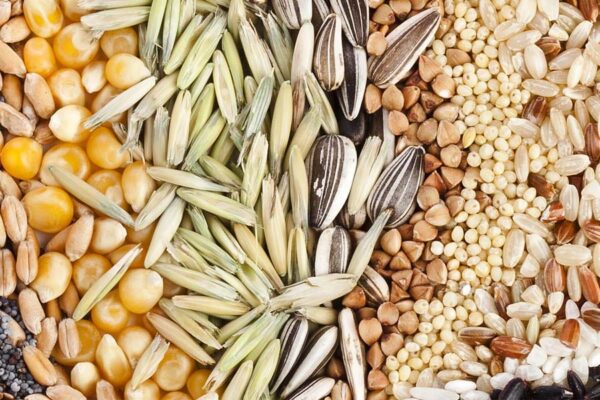 Subsidy : किसानों को 50 फीसदी अनुदान पर मिलेंगे बीज