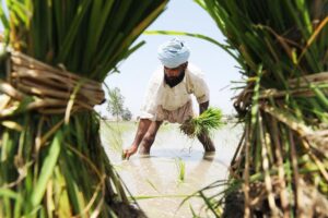 Paddy Sowing Schedule : पंजाब में सीमा में करनी होगी धान की बोआई