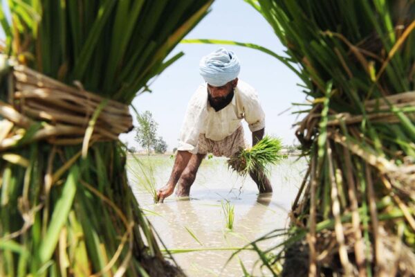 Paddy Sowing Schedule : पंजाब में सीमा में करनी होगी धान की बोआई