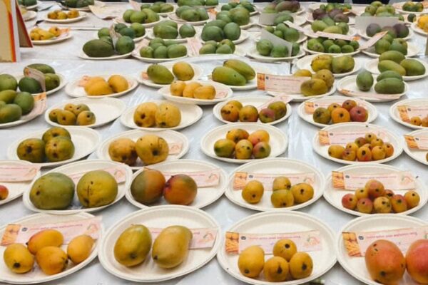 National Mango Festival : रायपुर में महकेगी आम की मिठास की खुशवू