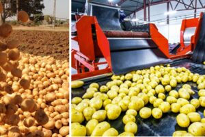 Potato Processing Units : अब नहीं होगी आलू की बरबादी