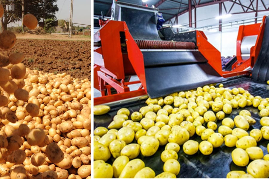 Potato Processing Units : अब नहीं होगी आलू की बरबादी