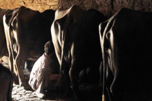 Dairy Plus Scheme : भैंसपालन में 75 फीसदी अनुदान, खरीदें मुर्रा नस्ल